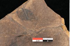 Foto (Detailsansicht) von Quercus mediterranea, Unger (NHMW-GEO-2024-0188-0949)